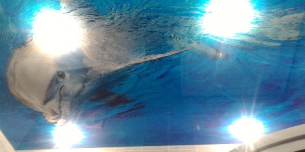 Фотопечать на натяжном потолке Сейчас фотопечать на натяжном потолке на пике популярности. Возможность украсить свой интерьер и сделать его неповторимым привлекает все больше и больше. Забавный котенок в детской, причудливая улитка в ванной, шикарный вид ночного мегаполиса в гостиной и тысячи других идей готов предложить Вам наш дизайнер. Натяжные потолки с фотопечатью также сохраняют все преимущества натяжных потолков и соответствуют всем необходимым стандартам.Как подобрать фотопечать на натяжной потолок? Мы предлагаем Вам на выбор несколько вариантов: