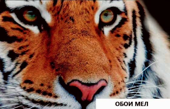 фотообои купить Фактура фотообоев это основа для нанесения фотопечати. Фактуры как правило имеют рельефную поверхность, имитирующую тот или иной материал, например холст или живопись.